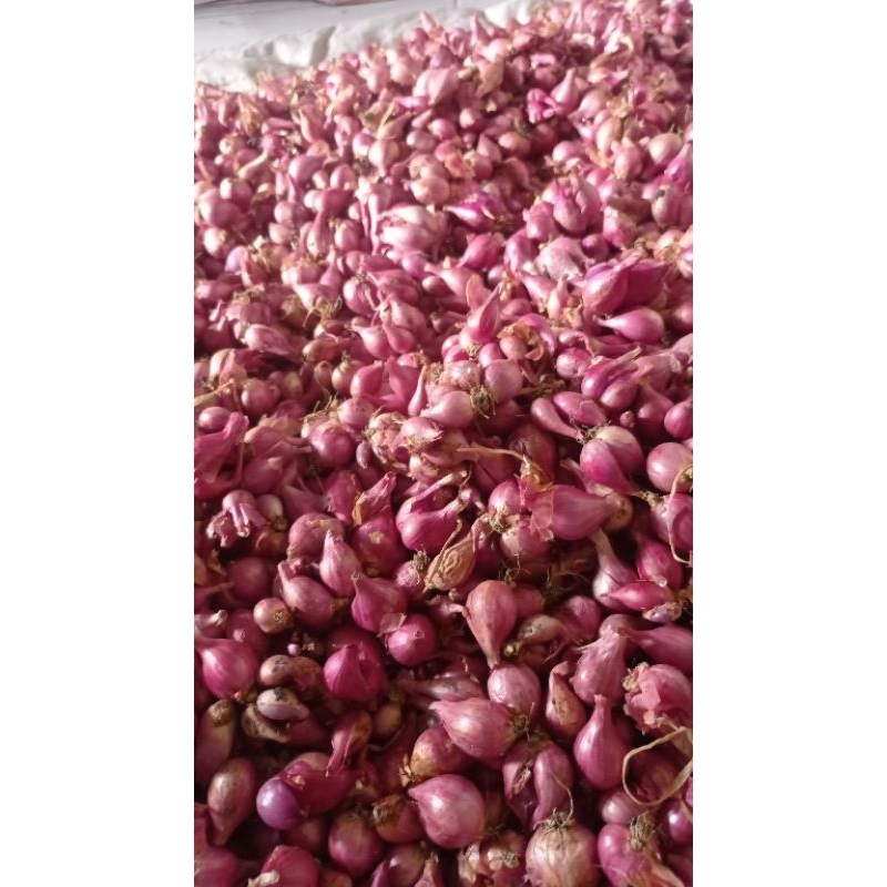 

bawang merah
