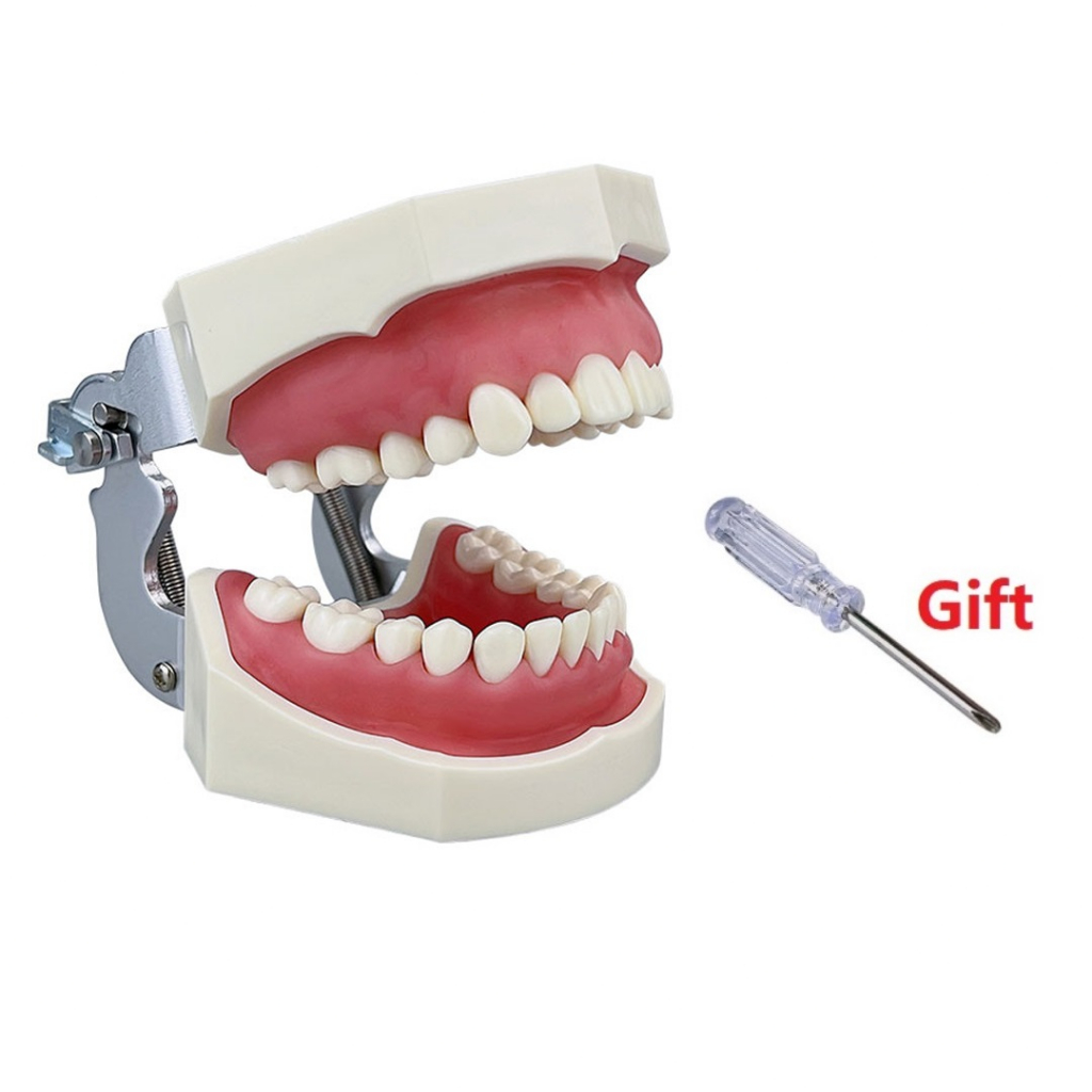 youya Dental model study lepasan/model gigi edukasi/ model gigi lepas pasang/Model Studi Gigi/Phanto