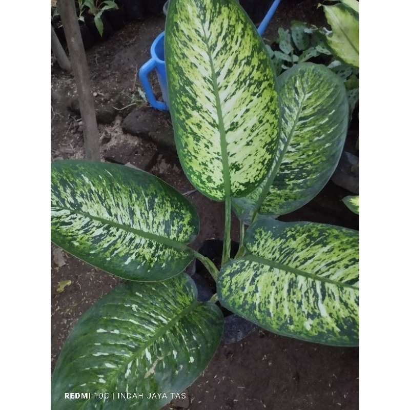 Tanaman hias diven garuda besar,srirejeki,beras wutah daun lebar