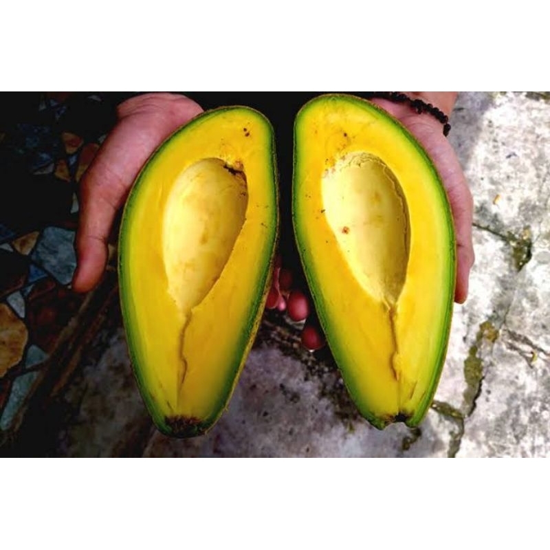 Bibit tanaman Alpukat Siger 1 Sibatu Ratu Puan Okulasi Super Unggul Cepat Berbuah Murah