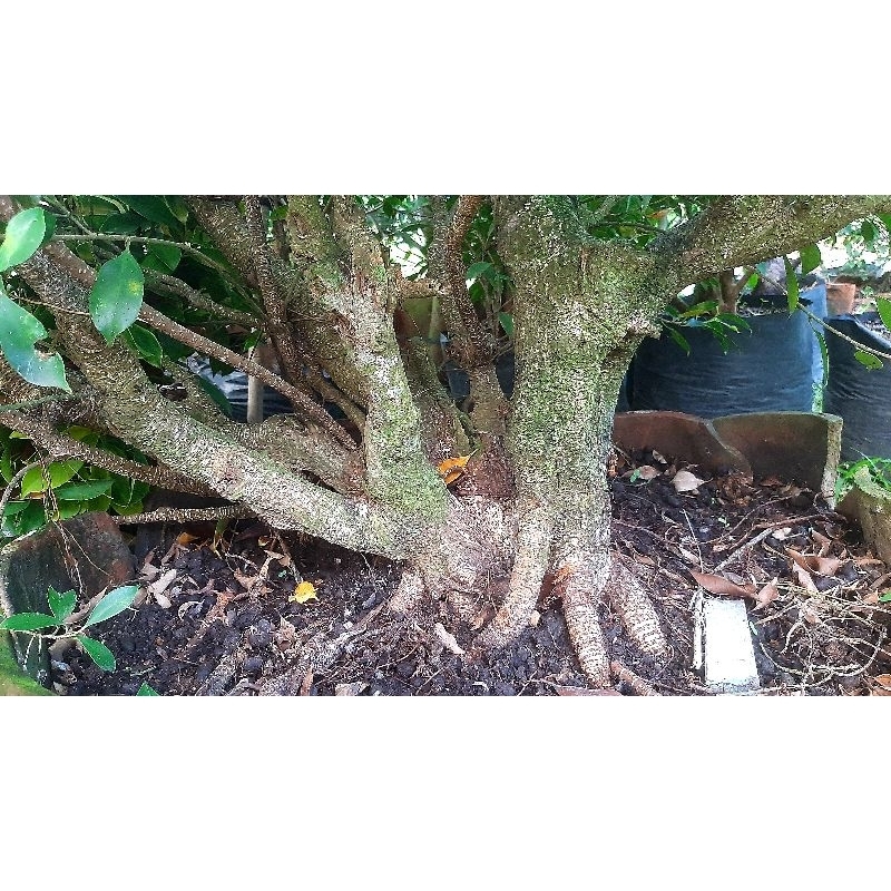 bahan bonsai kimeng prospek