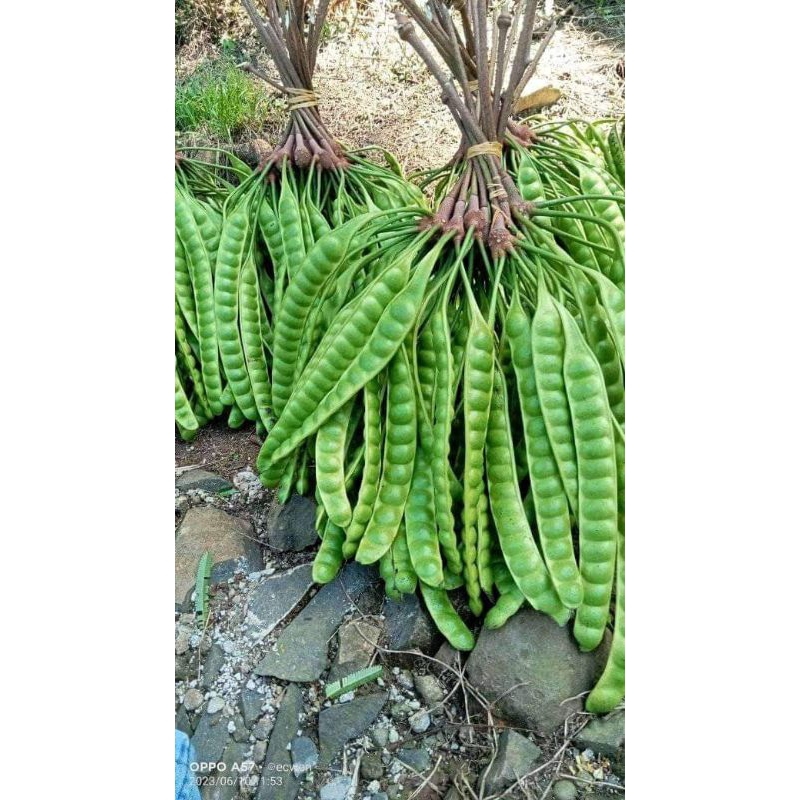 

Pete/petai murah per papan