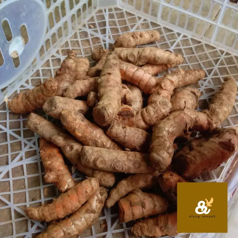 

KUNYIT SEGAR SUPER KUNYIT ORGANIK 500 GRAM