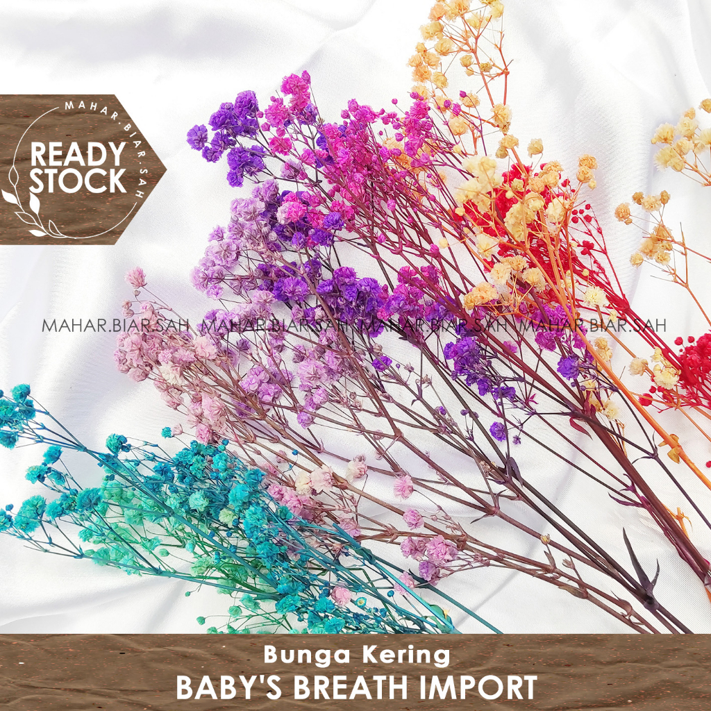 RS 3 Gr Baby's Breath Import / Baby Breath / Dried Flower / Bunga Kering / Dried Baby’s Breath / bab