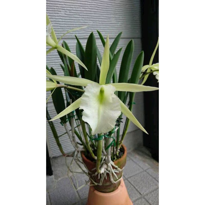 Brassavola Jimlney cricket