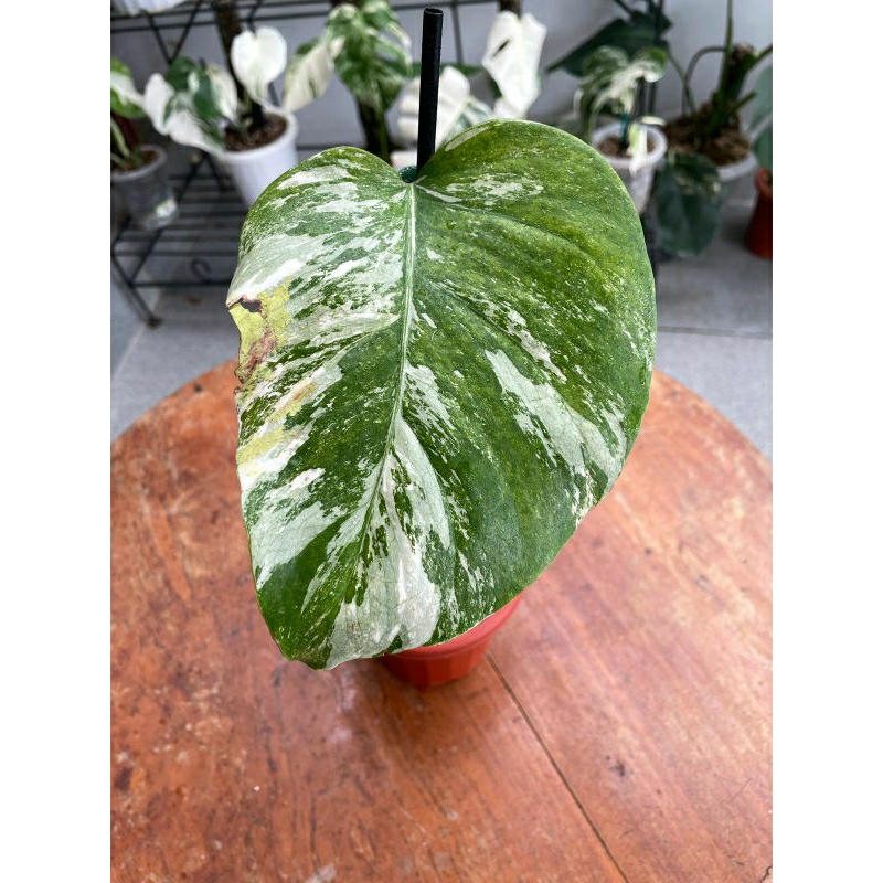link co kakak toko bsj monstera variegata marbel 1 daun pancing + tunas