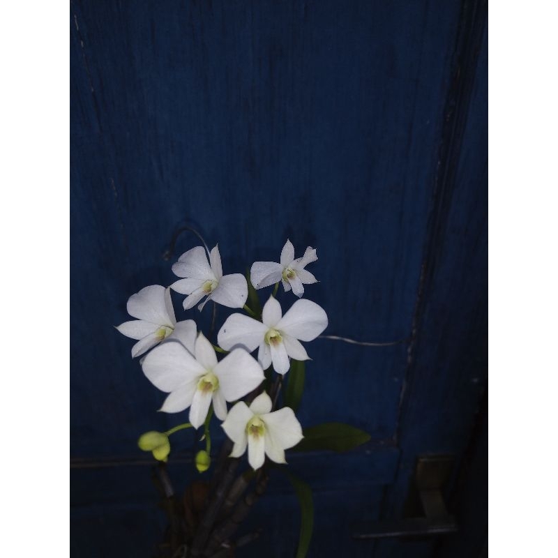 dendrobium affine larat putih