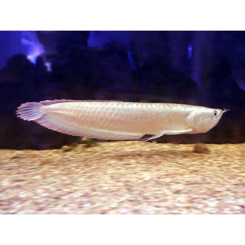 Arwana silver Red 12 cm ornamen aquarium