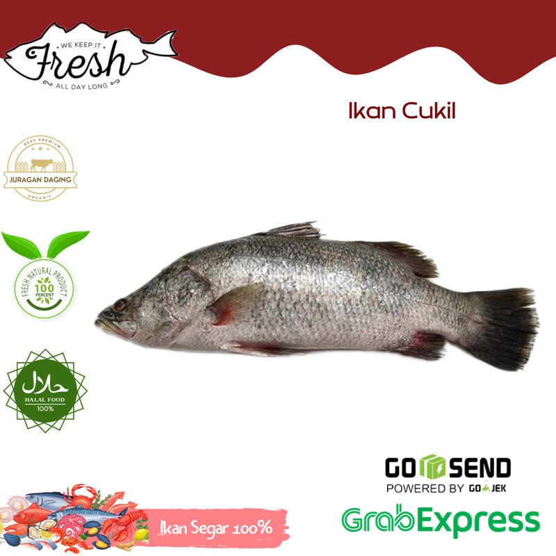

IKAN CUKIL/IKAN BARAMUNDI FRESH 1kg