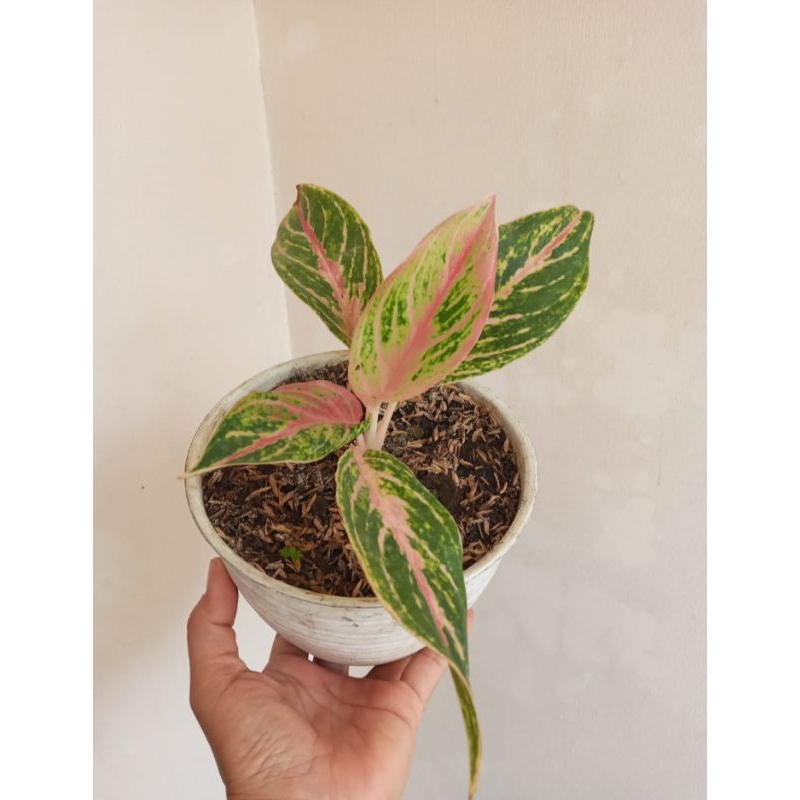 Aglaonema Butterfly Merah