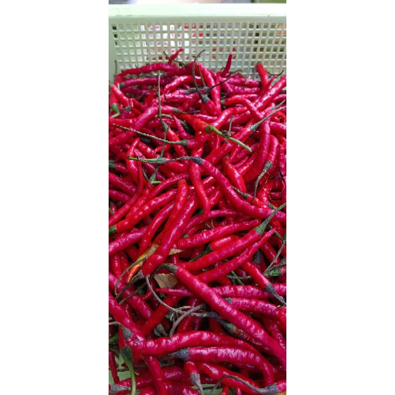 

cabe keriting 250gr