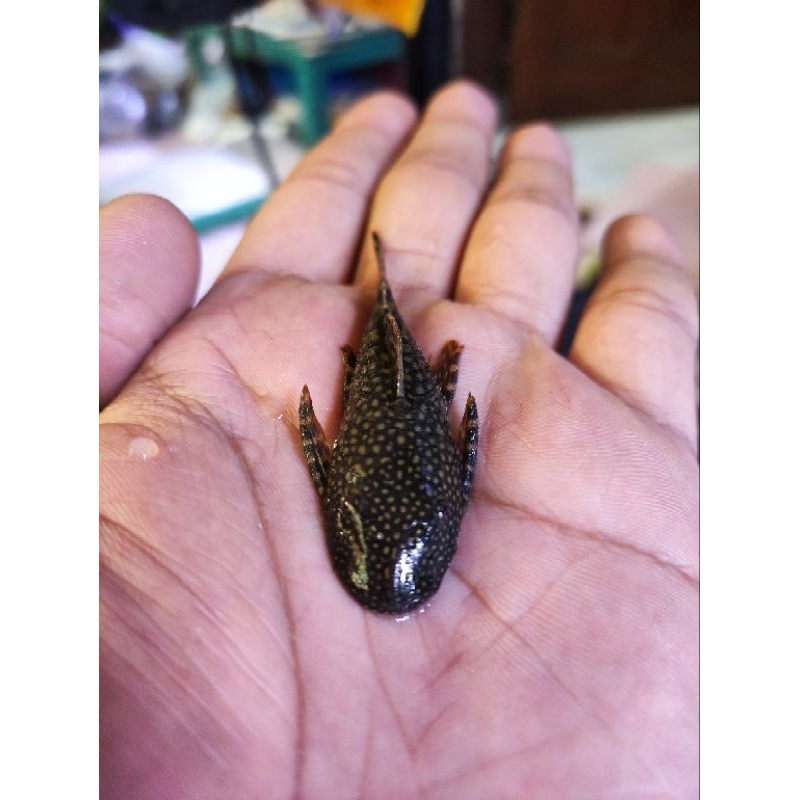 Pleco L144 Size 3-4 Cm