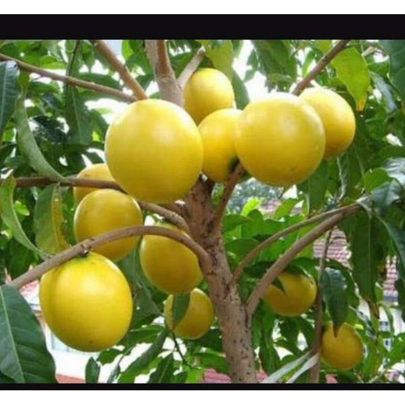 Bibit Abiu Jumbo valid