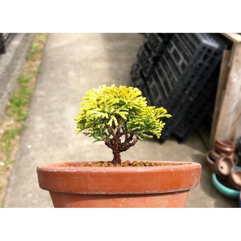 Bonsai Mini Cemara Hinoki Japan Golden Micro