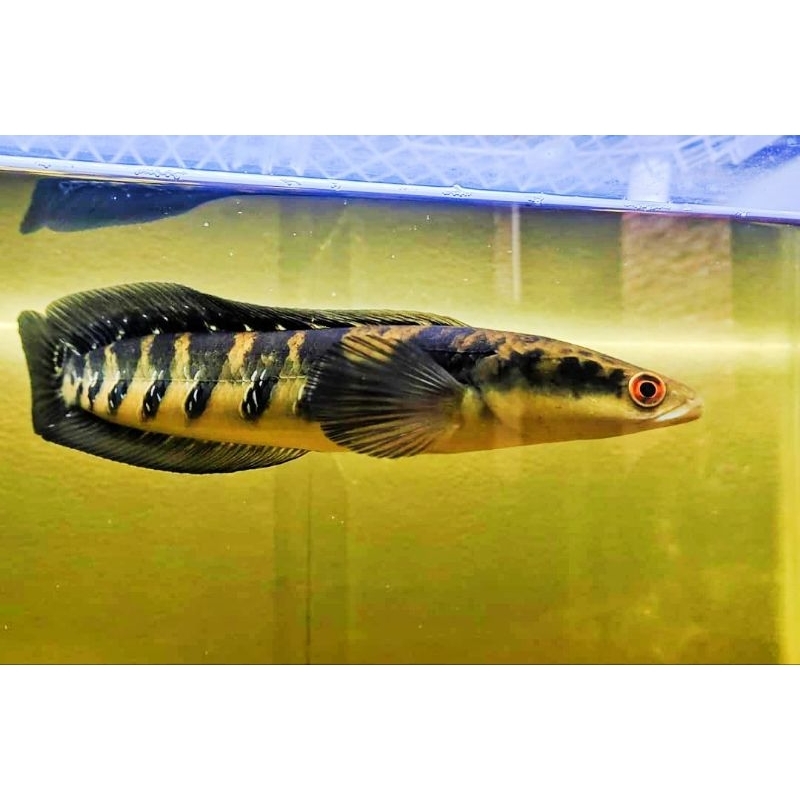 CHANNA YELLOW SENTARUM