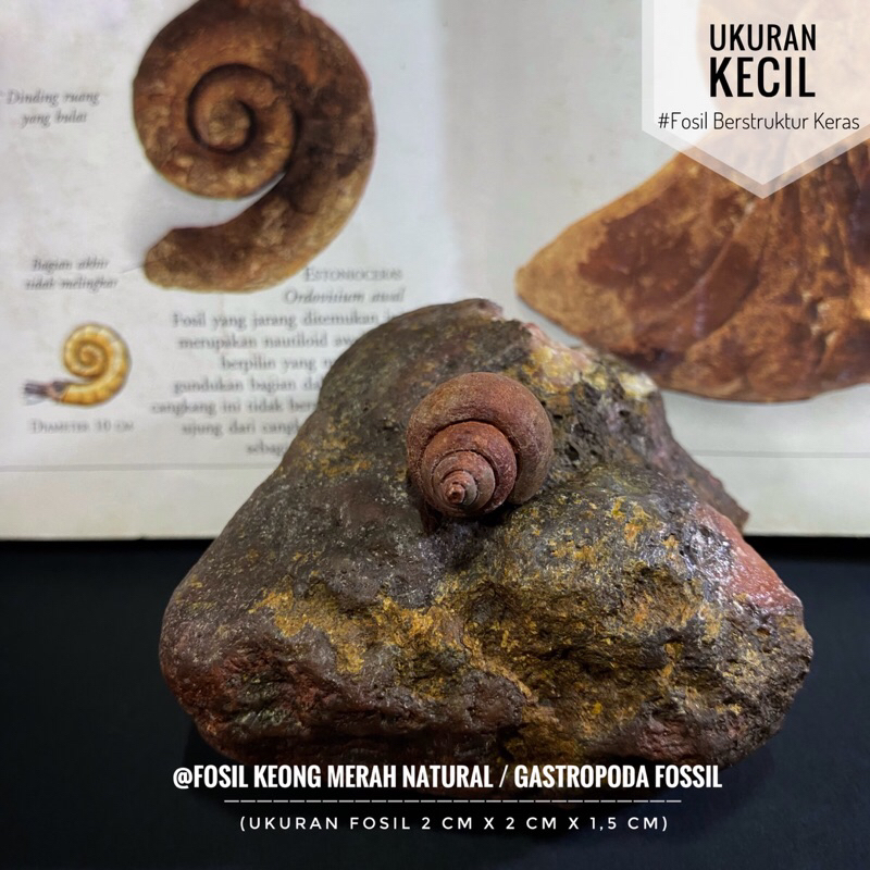 Fosil Keong Merah Natural B56 atau Fosil Gastropoda atau Fosil Kerang atau Fosil Kol Buntet atau Fos