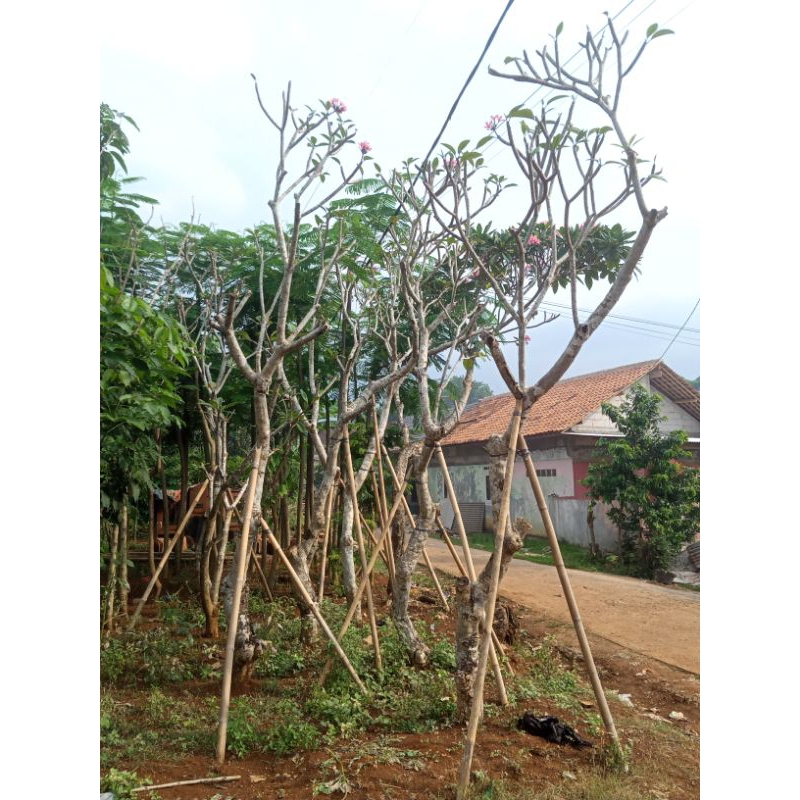 pohon pelindung kamboja semi fosil tinggi