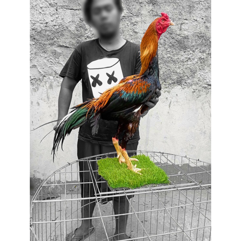 Ayam khoytrad lock brakot - ayam brakot - ayam ganoi - ayam kumbang full hitam - ayam jago - ayam ba