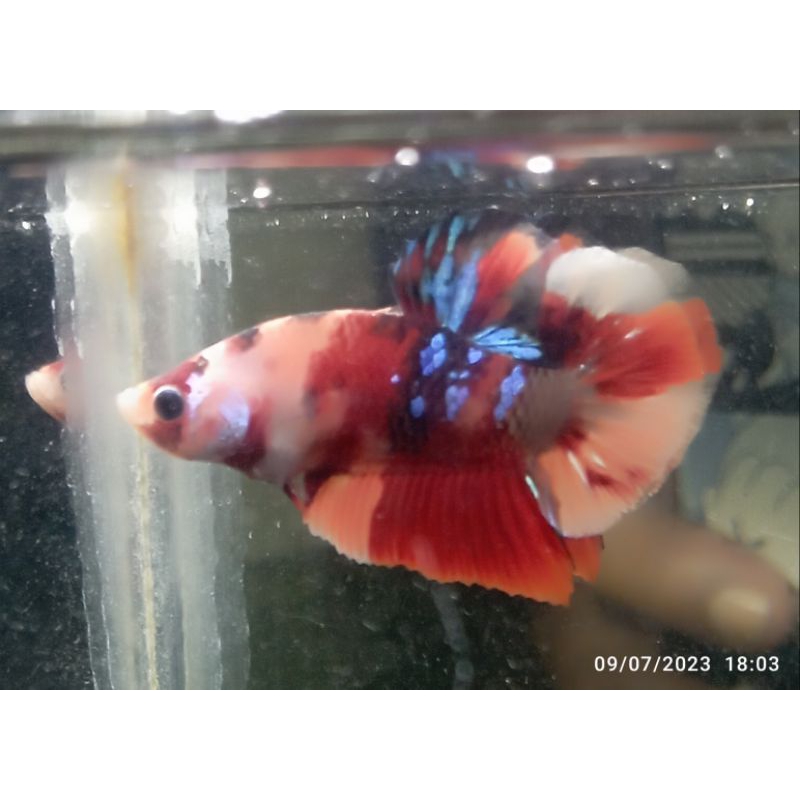 PK multi,Hellboy,blue solid