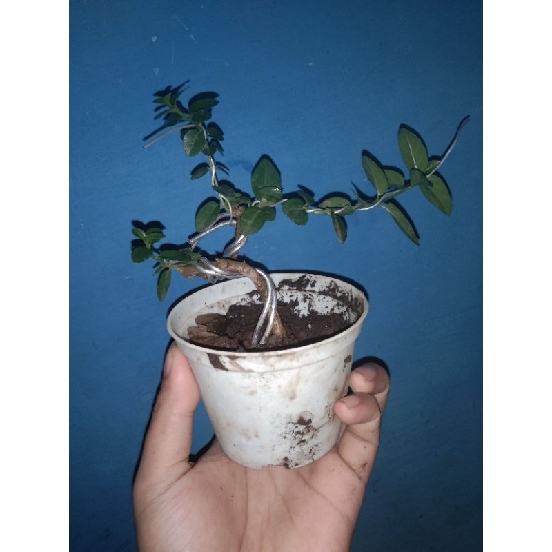 Sancang meliuk shito