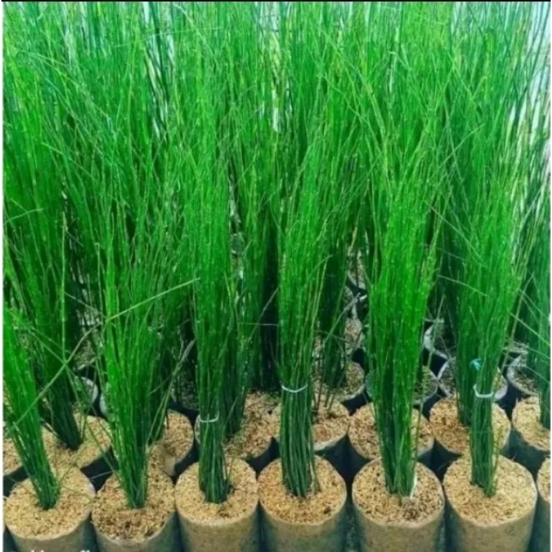 bambu air,tanaman hias air,bambu hias,hiasan rumah