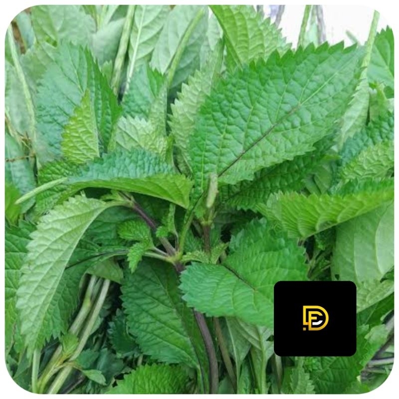 

Daun pecut kuda daun jarong segar 500 gram-az