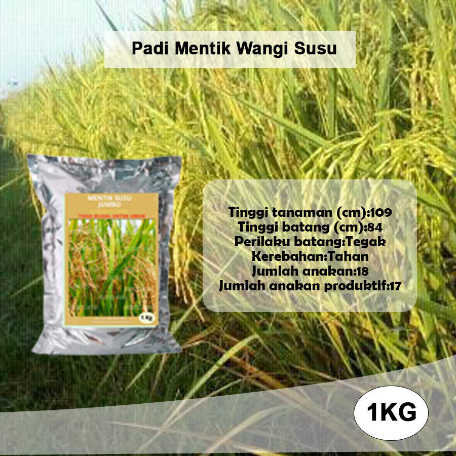 Bibit Padi Mentik Susu 1 KG Benih Padi Unggul Mentik Susu