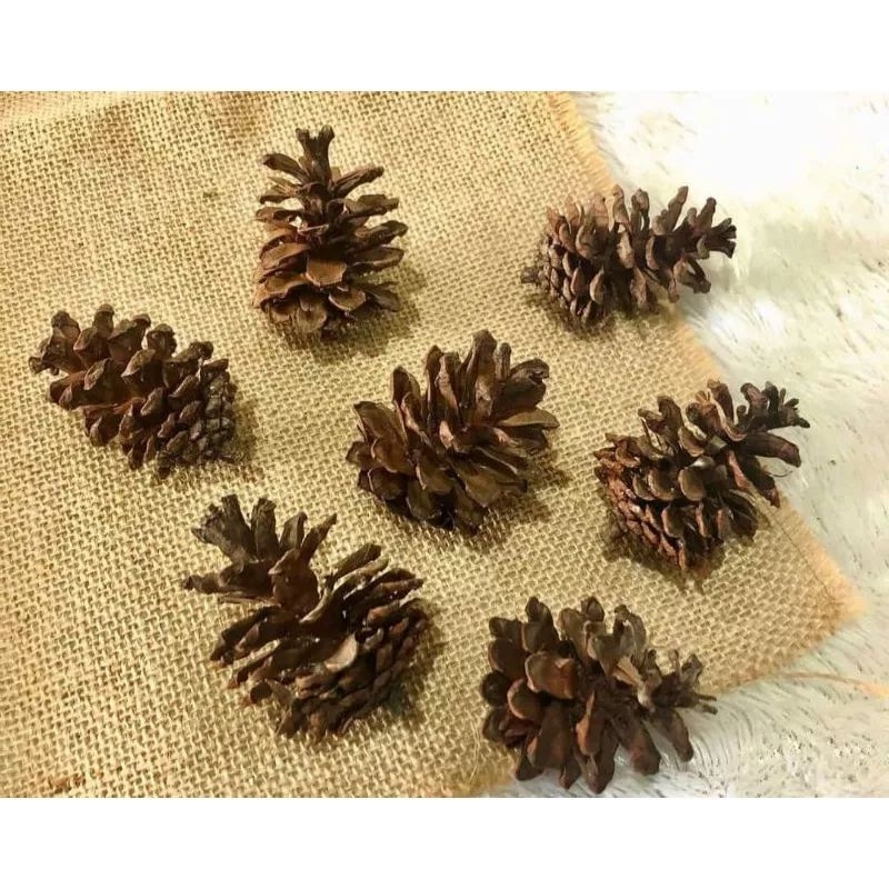 BIJI PINUS | BUNGA PINUS | KECIL SEDANG BESAR