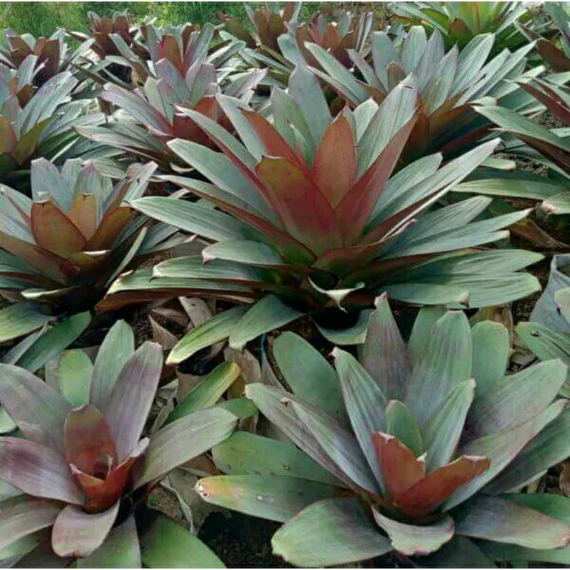 Tanaman bromelia giant dewasa