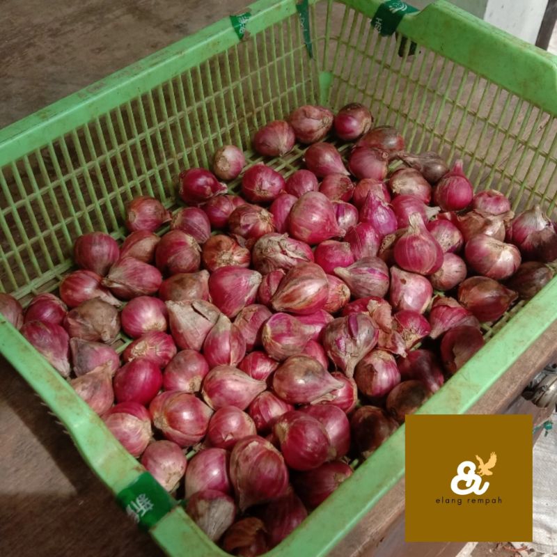 

BAWANG MERAH SEGAR 1 KG BAWANG MERAH BREBES