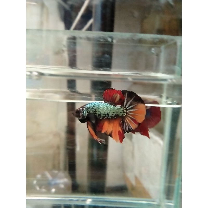 Cupang hmpk Nemo cooper