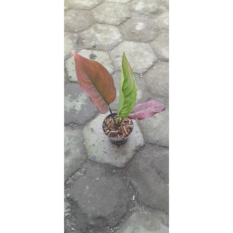 Aglonema Ayunindi (Size Remaja)