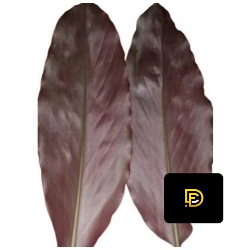 

Daun kecombrang merah daun honje merah segar-az