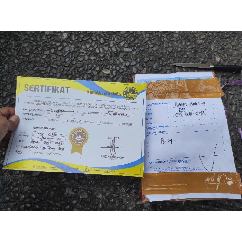 murai batu medan betina f4 siapan