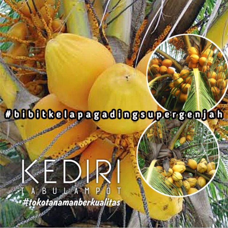 BISA COD Bibit Kelapa Gading Kuning Super Genjah Berbuah Pendek