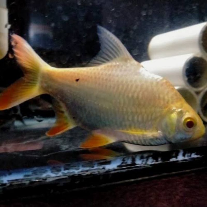 ikan kafiat albino, size 2 jari