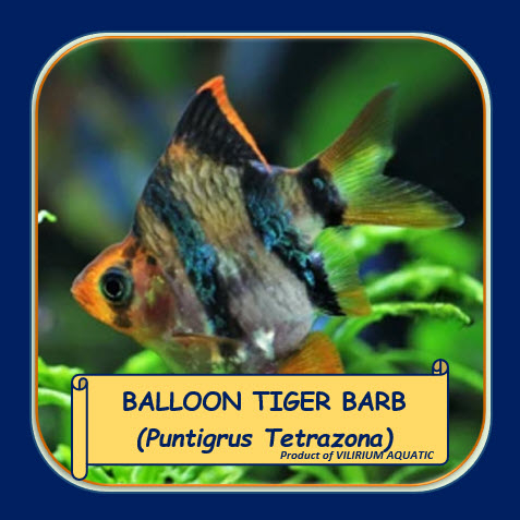 IKAN HIAS AIR TAWAR - TIGER BARB BALLOON / SUMATRA BALON / TIGER BARB SHORT BODY