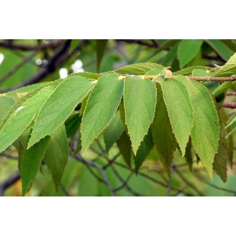 

Daun Kersen Segar 100% Alami / Obat Diabetes / Obat Kolesterol 250gr
