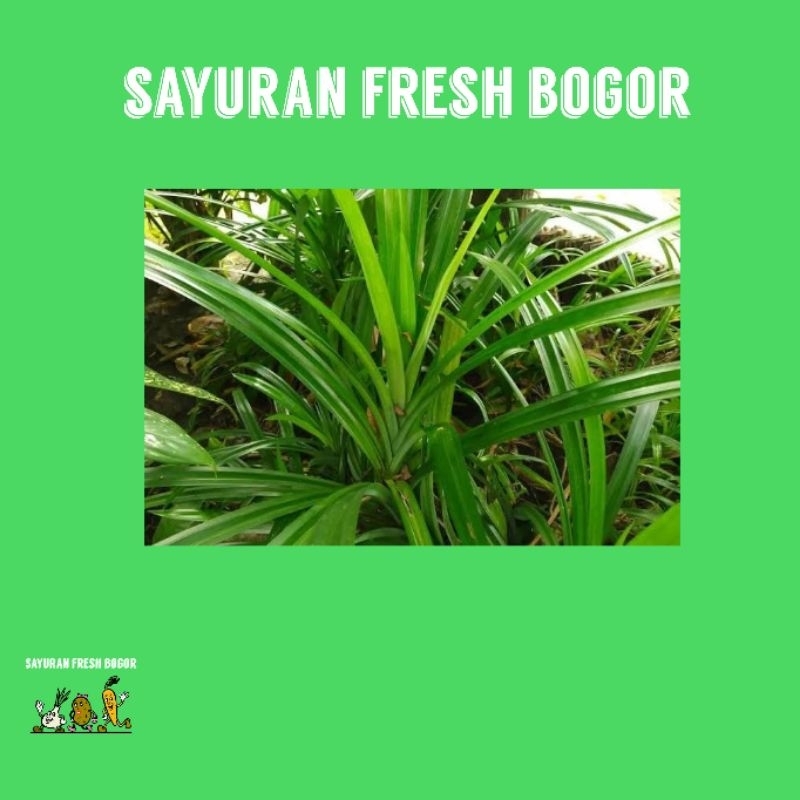 

Daun Pandan Wangi Per Ikat | Sayuran Fresh Bogor