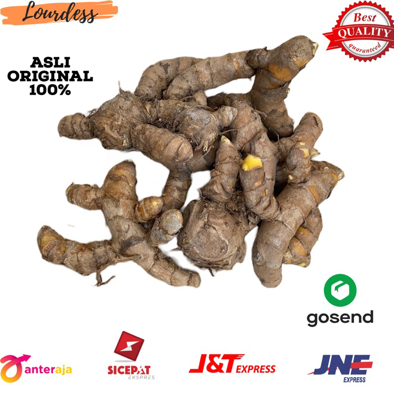 

temu giring segar - kuning gajah - Curcuma heyneana