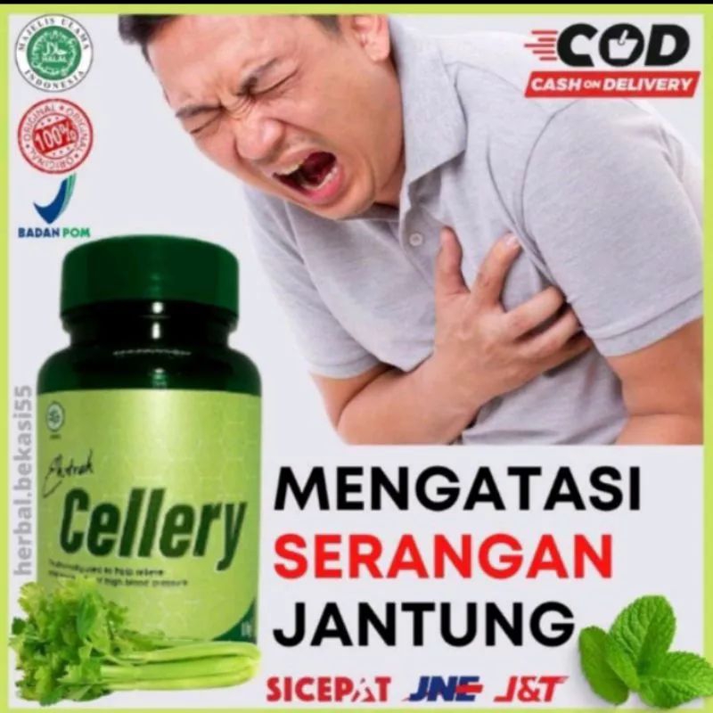 CELLERY OBAT DARAH TINGGI EXSTRAK CELLERY OBAT HERBAL HIPERTENSI
