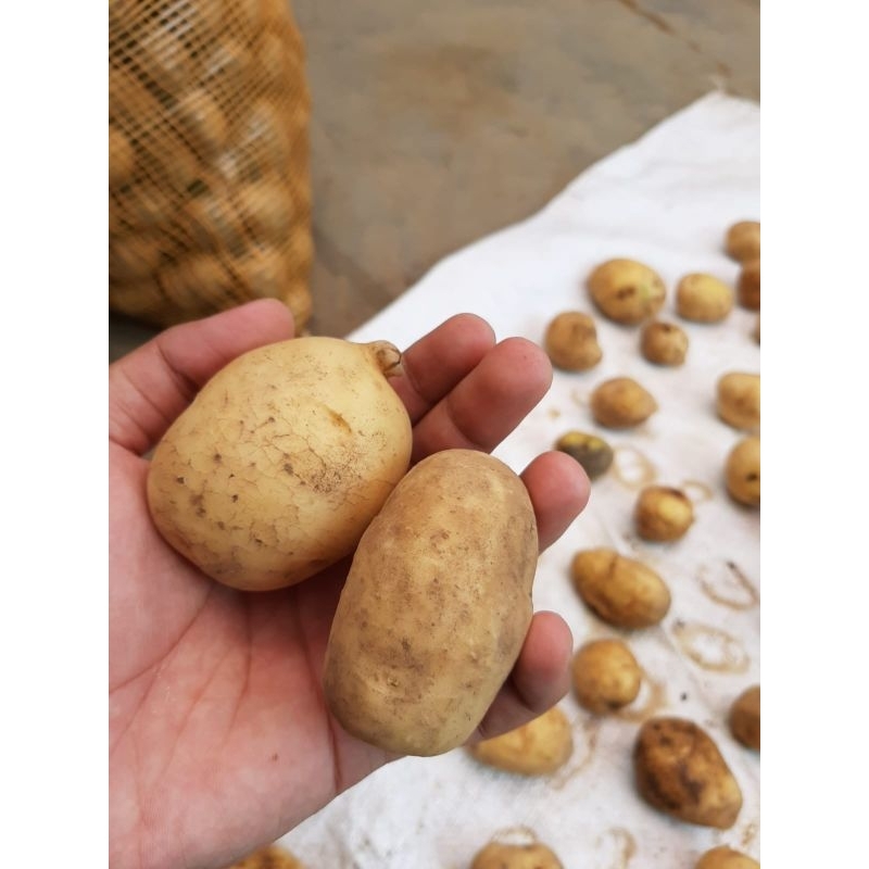 

kentang per kilogram