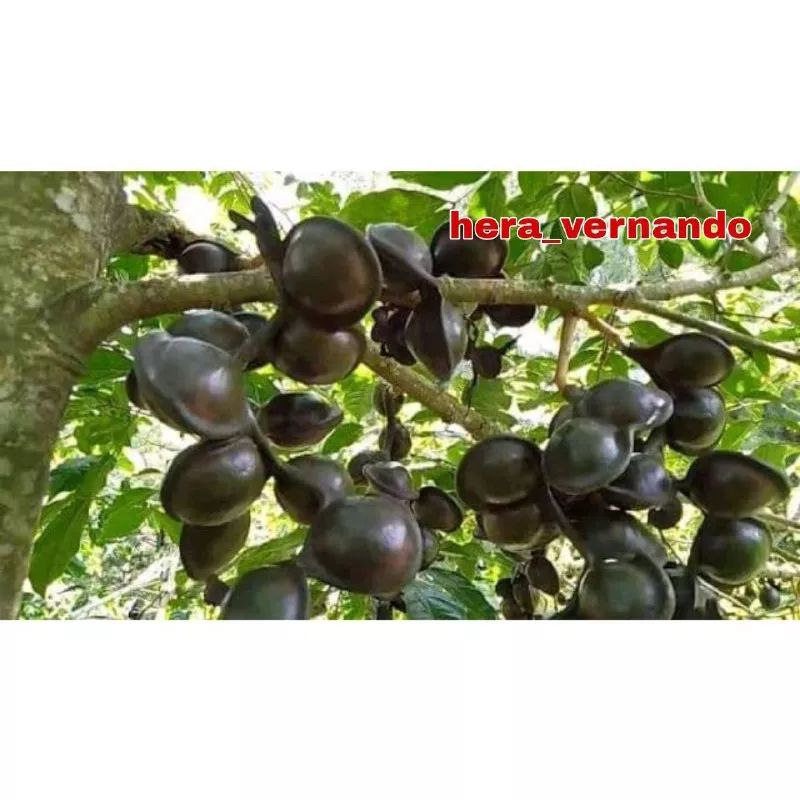 Bibit Jengkol Super Hasil Okulasi Berkualitas Murah