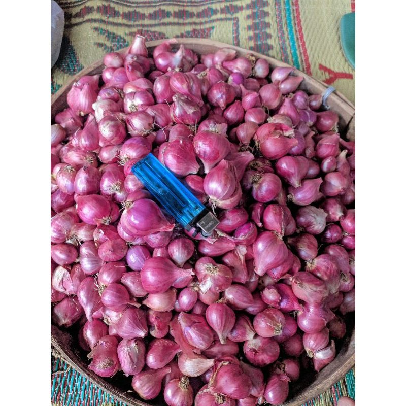 

Bawang merah super , Tebasan dari petani