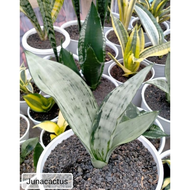 sansevieria moonshine brazilian