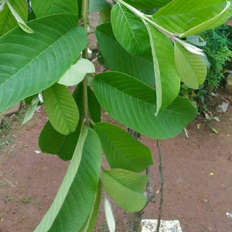

daun jambu biji fress