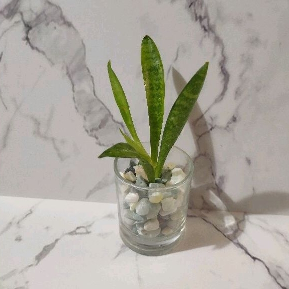 tanaman lidah mertua mini sansevieria media air dalam pot kaca dan batu tanaman hias indoor outdoor 
