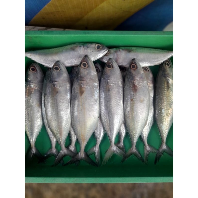 

IKAN KEMBUNG SEGAR (bukan frozen) 500gr/1kg FREE DI BERSIHKAN