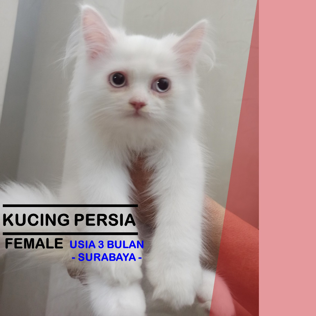 KUCING PERSIA MEDIUM BETINA 3 BULAN PUTIH LUCU