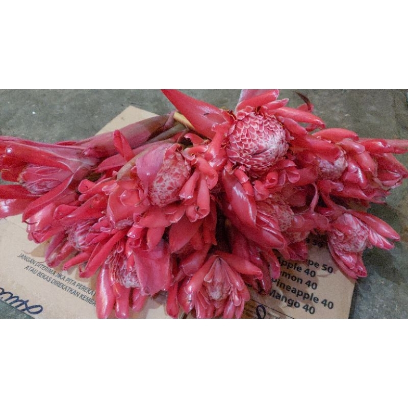 

KECOMBRANG/COMBRANG MERAH ( 1KG ) SEGAR RONDOM